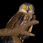 Barking Owl
