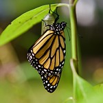 Emerging Monarch!
