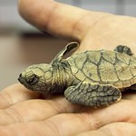 Hatchling Hawksbill Sea Turtle