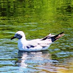 False Bay Nature Reserve - Strandfontein Bird Section