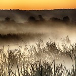 Swans in the reeds