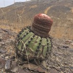 Melocactus