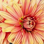 in late november, the last of the flowers...2017-11-29