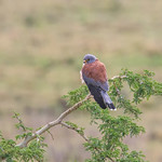 Lesser Kestrel (Falco naumanni), male