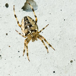 Araneus diadematus, garden spider, Gartenkreuzspinne