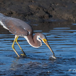 Tri-colored Heron Caught a Fish
