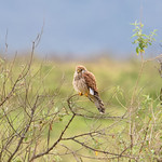 Lesser Kestrel (Falco naumanni), female