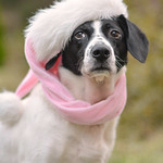 Santa Paws is Coming ツ