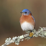 Eastern Bluebird