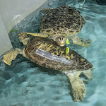 Green Sea Turtles Eating Green Peppers