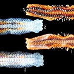 32 Acanthochitona fascicularis