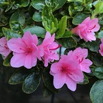 Azalea