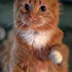 If I only had ears . . .