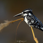 Pied kingfisher