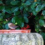 Quick Dip ... ☺☺