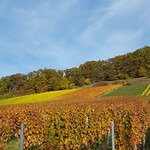 colorful vineyard in November