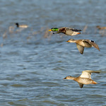 Mallard On The Wing