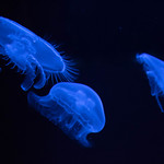 BlueJelly-2
