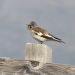 Alpine Snowfinch In Hohe Tauern National Park - Austria