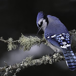 Geai bleu / Blue jay