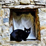 TODOS LOS PUEBLOS TIENEN UN GATO NEGRO
