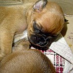 Baby boxer 1