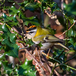 Firecrest (Regulus ignicapilla)