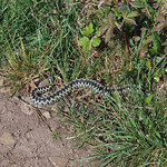 Adder on side of coast path