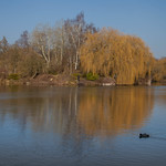 petit homme sur le bord de l '&eacute;tang , little man on the edge of the pond