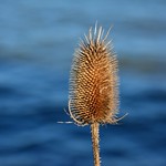 Thistle