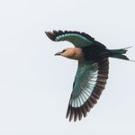 Coracias cyanogaster, Blue-bellied Roller, Blauwbuikscharrelaar