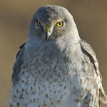 Fifty Shades of Ghost