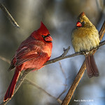 The Cards ....Happy Valentine's Day!