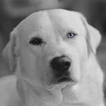 Blue the White Goberian - Pentax 67II - Super-Takumar/6x7 150mm f/2.8 - HP5+