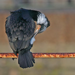 CORMORANT // PHALACRORAX CARBO (80-100cm)