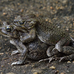 Frogs in Love