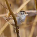 Marsh Wren