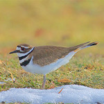 Cold feet in the middle of the afternoon! 180306 -03