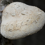 Birch Polypore (Fomitopsis betulina)