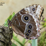 Morpho peleides (Kollar, 1850)