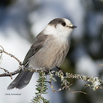M&eacute;sangeai du Canada - Gray Jay