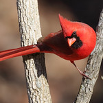 Northern Cardinal