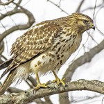 Juvenile Red-shouldered Hawk MG_1556
