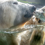 World Polar Bear Week 2018