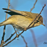 CHIFFCHAFF // PHYLLOSCOPUS COLLYBITA (11cm)