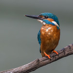 IMG_Common kingfisher male