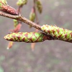 Hornbeam - young catkins - January 2019