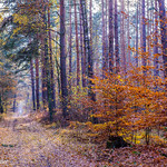 Autumn Forest