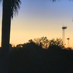 An Eagle & I Appreciating the Sarasota Sunset