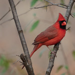 Male Northern Cardinal